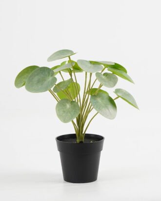 Artificial Table Plants 25*25*26cm Pilea peperomioides in PP pot GS-03323117-G3 Potted Flowers&Plants YeahFlower is one of Chinese leading OEM manufacturers and exporters , supplying the silk flowers, wholesale artificial trees Artificial Table Plants 25*25*26cm Pilea peperomioides in PP pot GS-03323117-G3 Potted Flowers&Plants YeahFlower is one of Chinese leading OEM manufacturers and exporters , supplying the silk flowers, wholesale artificial trees