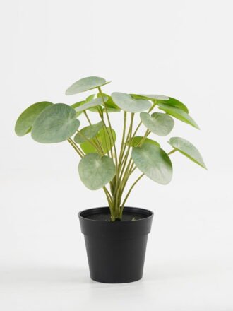 Artificial Flower 17*17*18cm Camellia daisy in PP pot GS-03323047 Potted Flowers&Plants 3,000+ sqm showroom with thousands of artificial flowers, plants & trees ready for global sourcing.