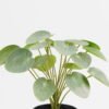 Artificial Table Plants Pilea peperomioides in PP pot GS-03323117-G3_4 Artificial Table Plants 25*25*26cm Pilea peperomioides in PP pot GS-03323117-G3 Potted Flowers&Plants YeahFlower is one of Chinese leading OEM manufacturers and exporters , supplying the silk flowers, wholesale artificial trees