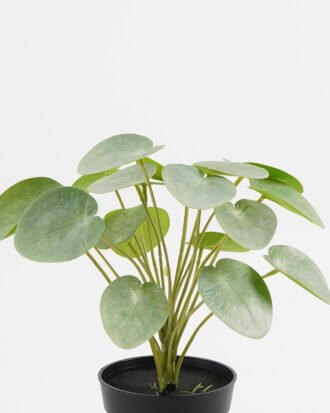 Artificial Table Plants 25*25*26cm Pilea peperomioides in PP pot GS-03323117-G3 Potted Flowers&Plants YeahFlower is one of Chinese leading OEM manufacturers and exporters , supplying the silk flowers, wholesale artificial trees Artificial Table Plants 25*25*26cm Pilea peperomioides in PP pot GS-03323117-G3 Potted Flowers&Plants YeahFlower is one of Chinese leading OEM manufacturers and exporters , supplying the silk flowers, wholesale artificial trees