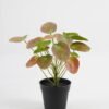 Artificial Table Plants Pilea peperomioides in PP pot GS-03323117-R1_5 Artificial Table Plants 25*25*26cm Pilea peperomioides in PP pot GS-03323117-R1 Potted Flowers&Plants YeahFlower is one of Chinese leading OEM manufacturers and exporters , supplying the silk flowers, wholesale artificial trees