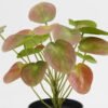 Artificial Table Plants Pilea peperomioides in PP pot GS-03323117-R1_7 Artificial Table Plants 25*25*26cm Pilea peperomioides in PP pot GS-03323117-R1 Potted Flowers&Plants YeahFlower is one of Chinese leading OEM manufacturers and exporters , supplying the silk flowers, wholesale artificial trees