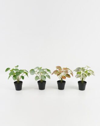 Artificial Table Plants 25*25*26cm Pilea peperomioides in PP pot GS-03323117 Potted Flowers&Plants YeahFlower is one of Chinese leading OEM manufacturers and exporters , supplying the silk flowers, wholesale artificial trees Artificial Table Plants 25*25*26cm Pilea peperomioides in PP pot GS-03323117 Potted Flowers&Plants YeahFlower is one of Chinese leading OEM manufacturers and exporters , supplying the silk flowers, wholesale artificial trees