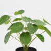 Artificial Table Plants 25*25*26cm Pilea peperomioides in PP pot GS-03323117 Potted Flowers&Plants YeahFlower is one of Chinese leading OEM manufacturers and exporters , supplying the silk flowers, wholesale artificial trees