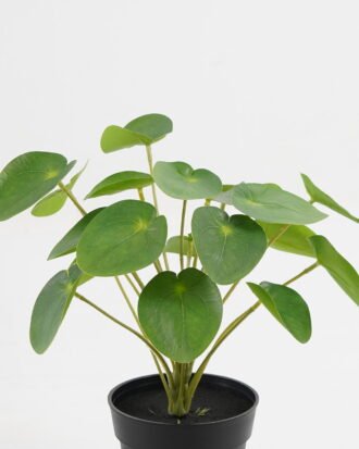 Artificial Table Plants 25*25*26cm Pilea peperomioides in PP pot GS-03323117 Potted Flowers&Plants YeahFlower is one of Chinese leading OEM manufacturers and exporters , supplying the silk flowers, wholesale artificial trees Artificial Table Plants 25*25*26cm Pilea peperomioides in PP pot GS-03323117 Potted Flowers&Plants YeahFlower is one of Chinese leading OEM manufacturers and exporters , supplying the silk flowers, wholesale artificial trees