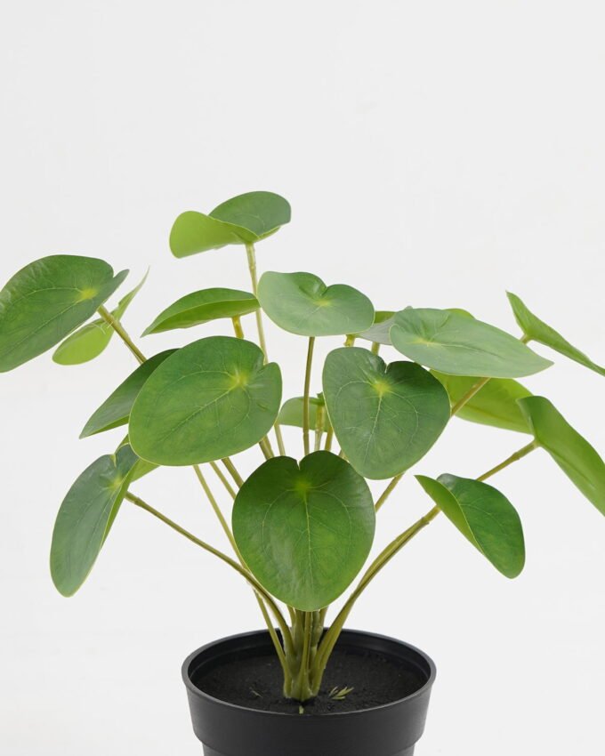 Artificial Table Plants 25*25*26cm Pilea peperomioides in PP pot GS-03323117 Potted Flowers&Plants YeahFlower is one of Chinese leading OEM manufacturers and exporters , supplying the silk flowers, wholesale artificial trees