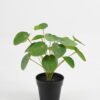 Artificial Table Plants 25*25*26cm Pilea peperomioides in PP pot GS-03323117 Potted Flowers&Plants YeahFlower is one of Chinese leading OEM manufacturers and exporters , supplying the silk flowers, wholesale artificial trees