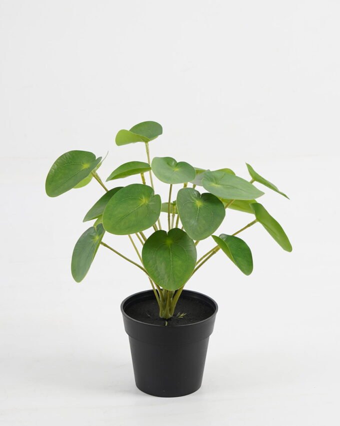 Artificial Table Plants 25*25*26cm Pilea peperomioides in PP pot GS-03323117 Potted Flowers&Plants YeahFlower is one of Chinese leading OEM manufacturers and exporters , supplying the silk flowers, wholesale artificial trees