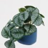 Artificial Table Plants Real Touch Mini Taro leaf in Cement pot GS-03321067RP_1 Artificial Table Plants 20*17*16cm Real Touch Mini Taro leaf in Cement pot GS-03321067RP Potted Flowers&Plants YeahFlower is one of Chinese leading OEM manufacturers and exporters , supplying the silk flowers, wholesale artificial trees
