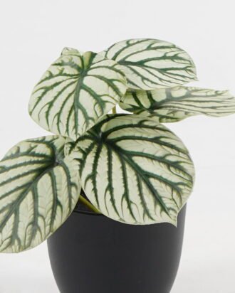 Artificial Table Plants 15*12*16cm Taro in PP pot GS-03323107-G3 Potted Flowers&Plants YeahFlower is one of Chinese leading OEM manufacturers and exporters , supplying the silk flowers, wholesale artificial trees