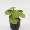 Artificial Table Plants 15*12*16cm Taro in PP pot GS-03323107-G4 Potted Flowers&Plants YeahFlower is one of Chinese leading OEM manufacturers and exporters , supplying the silk flowers, wholesale artificial trees