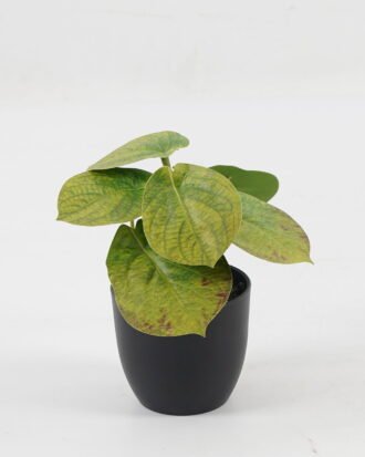 Artificial Table Plants 15*12*16cm Taro in PP pot GS-03323107-G4 Potted Flowers&Plants YeahFlower is one of Chinese leading OEM manufacturers and exporters , supplying the silk flowers, wholesale artificial trees