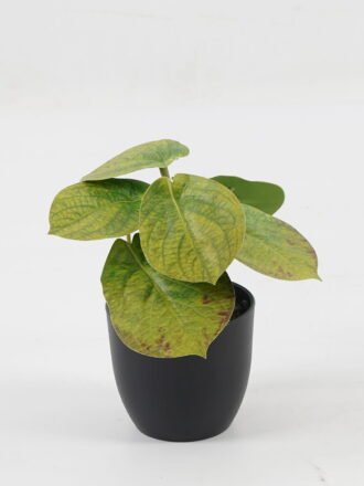 Artificial Table Plants 15*12*16cm Taro in PP pot GS-03323107-G5 Potted Flowers&Plants 3,000+ sqm showroom with thousands of artificial flowers, plants & trees ready for global sourcing.