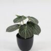 Artificial Table Plants 15*12*16cm Taro in PP pot GS-03323107-G5 Potted Flowers&Plants YeahFlower is one of Chinese leading OEM manufacturers and exporters , supplying the silk flowers, wholesale artificial trees
