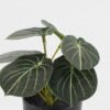 Artificial Table Plants 15*12*16cm Taro in PP pot GS-03323107-G5 Potted Flowers&Plants YeahFlower is one of Chinese leading OEM manufacturers and exporters , supplying the silk flowers, wholesale artificial trees