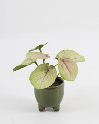 Artificial Table Plants 15*12*16cm Taro in ceramic pot GS-03323108-G1 Potted Flowers&Plants YeahFlower is one of Chinese leading OEM manufacturers and exporters , supplying the silk flowers, wholesale artificial trees