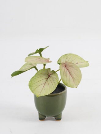 Artificial Table Plants 15*12*16cm Taro in ceramic pot GS-03323108-G2 Potted Flowers&Plants 3,000+ sqm showroom with thousands of artificial flowers, plants & trees ready for global sourcing.