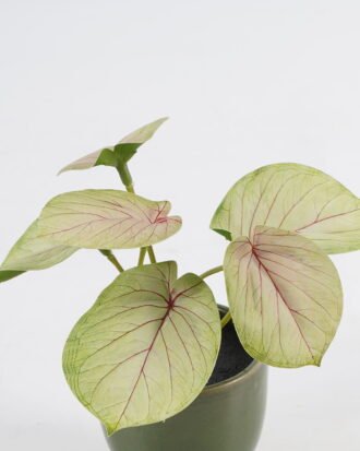 Artificial Table Plants 15*12*16cm Taro in ceramic pot GS-03323108-G1 Potted Flowers&Plants YeahFlower is one of Chinese leading OEM manufacturers and exporters , supplying the silk flowers, wholesale artificial trees