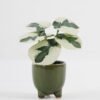 Artificial Table Plants 15*12*16cm Taro in ceramic pot GS-03323108-G2 Potted Flowers&Plants YeahFlower is one of Chinese leading OEM manufacturers and exporters , supplying the silk flowers, wholesale artificial trees