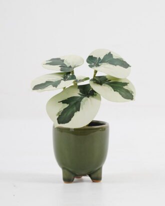 Artificial Table Plants 15*12*16cm Taro in ceramic pot GS-03323108-G2 Potted Flowers&Plants YeahFlower is one of Chinese leading OEM manufacturers and exporters , supplying the silk flowers, wholesale artificial trees Artificial Table Plants 15*12*16cm Taro in ceramic pot GS-03323108-G2 Potted Flowers&Plants YeahFlower is one of Chinese leading OEM manufacturers and exporters , supplying the silk flowers, wholesale artificial trees
