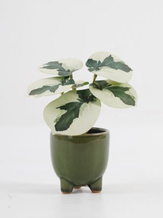 Artificial Table Plants 15*12*16cm Begonia leaf in PP pot GS-03323109 Potted Flowers&Plants 3,000+ sqm showroom with thousands of artificial flowers, plants & trees ready for global sourcing.