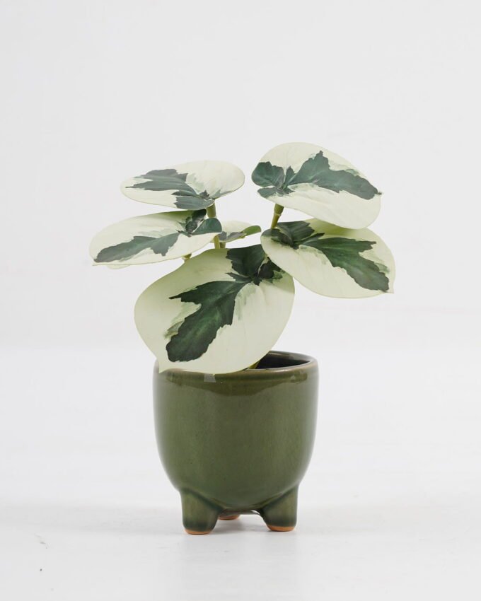 Artificial Table Plants 15*12*16cm Taro in ceramic pot GS-03323108-G2 Potted Flowers&Plants YeahFlower is one of Chinese leading OEM manufacturers and exporters , supplying the silk flowers, wholesale artificial trees