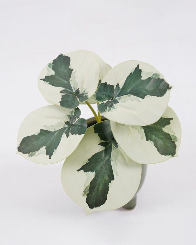 Artificial Table Plants 15*12*16cm Taro in ceramic pot GS-03323108-G2 Potted Flowers&Plants YeahFlower is one of Chinese leading OEM manufacturers and exporters , supplying the silk flowers, wholesale artificial trees