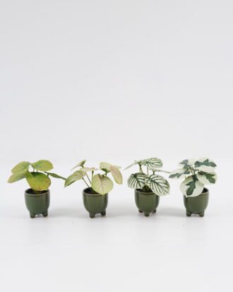 Artificial Table Plants 15*12*16cm Taro in ceramic pot GS-03323108 Potted Flowers&Plants YeahFlower is one of Chinese leading OEM manufacturers and exporters , supplying the silk flowers, wholesale artificial trees