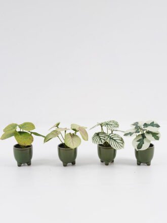 Artificial Table Plants 15*12*16cm Taro in PP pot GS-03323107-G5 Potted Flowers&Plants 3,000+ sqm showroom with thousands of artificial flowers, plants & trees ready for global sourcing.