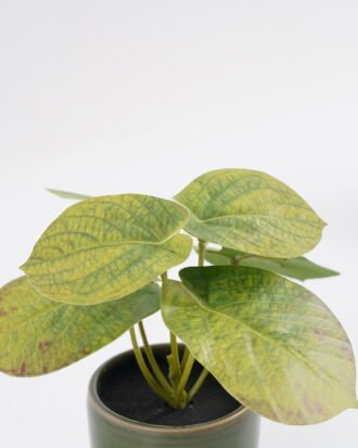 Artificial Table Plants 15*12*16cm Taro in ceramic pot GS-03323108 Potted Flowers&Plants YeahFlower is one of Chinese leading OEM manufacturers and exporters , supplying the silk flowers, wholesale artificial trees