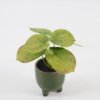 Artificial Table Plants Taro in ceramic pot GS-03323108_3 Artificial Table Plants 15*12*16cm Taro in ceramic pot GS-03323108 Potted Flowers&Plants YeahFlower is one of Chinese leading OEM manufacturers and exporters , supplying the silk flowers, wholesale artificial trees