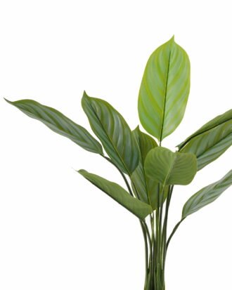 Artificial Tree 70*70*90cm Arrowroot in PP pot/9 lvs GS-66423015CONTI Tree&Plant 3,000+ sqm showroom with thousands of artificial flowers, plants & trees ready for global sourcing.