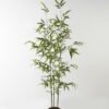 Artificial Tree 56*56*155cm Bamboo *3 in PP pot/519 lvs GS-71023003 Tree&Plant YeahFlower is one of Chinese leading OEM manufacturers and exporters , supplying the silk flowers, wholesale artificial trees