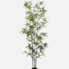 Artificial Tree Bamboo 3 in PP pot 868 lvs GS-71023001-G1 Artificial Tree 86*86*235cm Bamboo *3 in PP pot/868 lvs GS-71023001-G1 Tree&Plant YeahFlower is one of Chinese leading OEM manufacturers and exporters , supplying the silk flowers, wholesale artificial trees