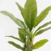 Artificial Tree 53*53*190cm Banana tree *3 in PP pot/18 lvs GS-30423080 Tree&Plant YeahFlower is one of Chinese leading OEM manufacturers and exporters , supplying the silk flowers, wholesale artificial trees