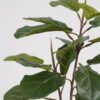 Artificial Tree Ficus tree 2 in PP pot GS-69423077_5 Artificial Tree 30*30*57cm Ficus tree *2 in PP pot GS-69423077 Tree&Plant YeahFlower is one of Chinese leading OEM manufacturers and exporters , supplying the silk flowers, wholesale artificial trees