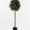 Artificial Tree Myrcia tree in PP pot GS-69423001-R Artificial Tree 40*40*120cm Myrcia tree in PP pot GS-69423001-R Tree&Plant YeahFlower is one of Chinese leading OEM manufacturers and exporters , supplying the silk flowers, wholesale artificial trees