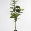 Artificial Tree 60*60*158cm Rubber tree *3 in PP pot GS-69423069 Tree&Plant YeahFlower is one of Chinese leading OEM manufacturers and exporters , supplying the silk flowers, wholesale artificial trees