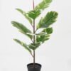 Artificial Tree Rubber tree in PP pot 9 lvs GS-30423084 Artificial Tree 43*43*70cm Rubber tree in PP pot/9 lvs GS-30423084 Tree&Plant YeahFlower is one of Chinese leading OEM manufacturers and exporters , supplying the silk flowers, wholesale artificial trees