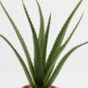 Artificial succulent 42*40cm Aloe in pp pot/10lvs GS-59522005RP Potted Flowers&Plants YeahFlower is one of Chinese leading OEM manufacturers and exporters , supplying the silk flowers, wholesale artificial trees