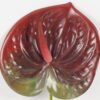 Artificial Flower Anthurium single stem GS-71623003-R1_1 Artificial Flower 16*63cm Anthurium single stem GS-71623003-R1 Single Flowers YeahFlower is one of Chinese leading OEM manufacturers and exporters , supplying the silk flowers, wholesale artificial trees