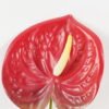 Artificial Flower 16*63cm Anthurium single stem GS-71623003-R3 Single Flowers YeahFlower is one of Chinese leading OEM manufacturers and exporters , supplying the silk flowers, wholesale artificial trees