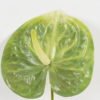 Artificial Flower 16*63cm Anthurium single stem GS-71623003 Single Flowers YeahFlower is one of Chinese leading OEM manufacturers and exporters , supplying the silk flowers, wholesale artificial trees