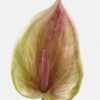 Artificial Flower 14*84cm Anthurium single stem GS-71623004-G3 Single Flowers YeahFlower is one of Chinese leading OEM manufacturers and exporters , supplying the silk flowers, wholesale artificial trees