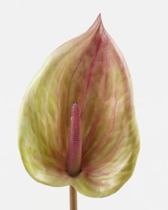 Artificial Flower 14*84cm Anthurium single stem GS-71623004-G3 Single Flowers YeahFlower is one of Chinese leading OEM manufacturers and exporters , supplying the silk flowers, wholesale artificial trees