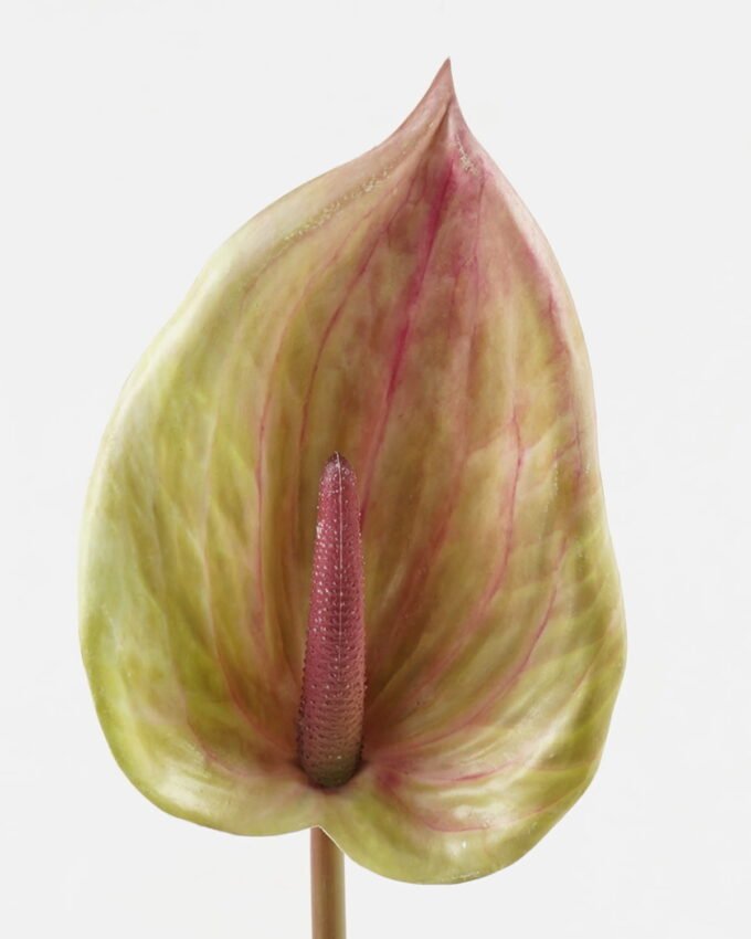 Artificial Flower 14*84cm Anthurium single stem GS-71623004-G3 Single Flowers YeahFlower is one of Chinese leading OEM manufacturers and exporters , supplying the silk flowers, wholesale artificial trees