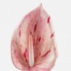Artificial Flower 14*84cm Anthurium single stem GS-71623004-P3 Single Flowers YeahFlower is one of Chinese leading OEM manufacturers and exporters , supplying the silk flowers, wholesale artificial trees