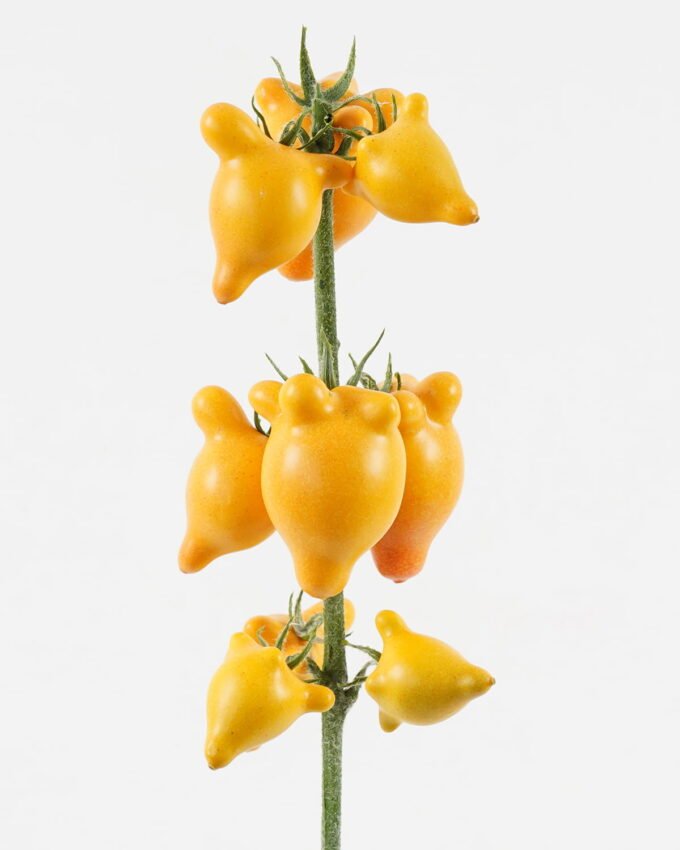 Artificial Flower 13*13*70cm Fruit *9 single stem GS-72023004 Single Flowers YeahFlower is one of Chinese leading OEM manufacturers and exporters , supplying the silk flowers, wholesale artificial trees