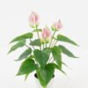 Artificial Flower  GS-04523006 Potted Flowers&Plants YeahFlower is one of Chinese leading OEM manufacturers and exporters , supplying the silk flowers, wholesale artificial trees