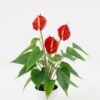 Artificial Flower  GS-04523006 Potted Flowers&Plants YeahFlower is one of Chinese leading OEM manufacturers and exporters , supplying the silk flowers, wholesale artificial trees